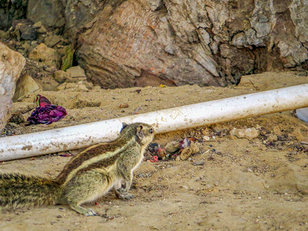 Jaipur. India. Indian palm squirrel (Funambulus palmarum). The palm squirrel is about the size of a large chipmunk, with a bushy tail slightly shorter than its body.の写真素材