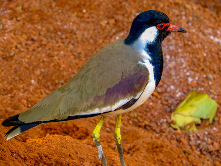 Jaipur. India. The red-wattled lapwing is an Asian lapwing or large plover, a wader in the family Charadriidae. Like other lapwings they are ground birds that are incapable of perchingの写真素材