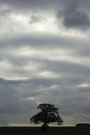 tree in autumnの写真素材
