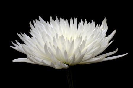 Healthy flower in radiant color - a natural symbol of happiness since it shows that life is good and beautiful.の写真素材