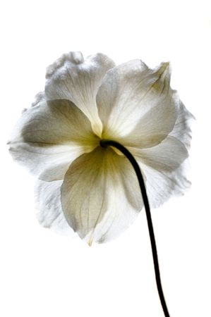 Healthy flower in radiant color - a natural symbol of happiness since it shows that life is good and beautiful.の写真素材