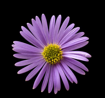 Healthy flower in radiant color - a natural symbol of happiness since it shows that life is good and beautiful.の写真素材