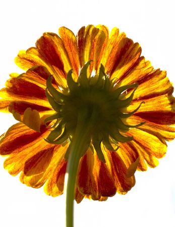 Healthy flower in radiant color - a natural symbol of happiness since it shows that life is good and beautiful.の写真素材