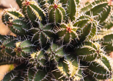 Aerial view of a spiny cactus with several tuberculosisの写真素材