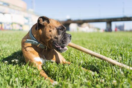 Boxer dog lying on the grass playing with a wooden stick in his mouth on a sunny dayの写真素材