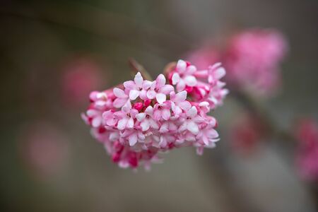 Close-up of guelder rose on a blurred backgroundの写真素材