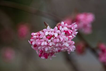 Close-up of guelder rose on a blurred backgroundの写真素材