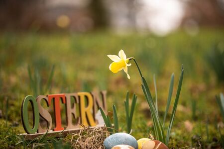 Sign with text easter and easter eggs in a meadow in front of daffodils