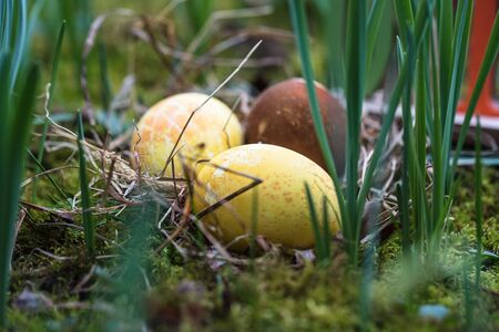Yellow and brown Easter eggs in a meadowの写真素材