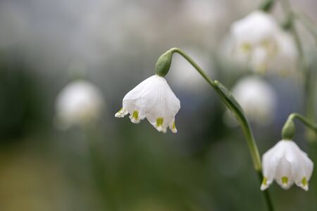 Close-up of little white spring flowers on a blurred backgroundの写真素材