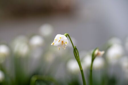 Close-up of white little spring flowers on a flower field on a blurred backgroundの写真素材