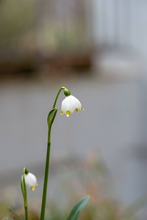 Close-up of little white spring flower on a blurred backgroundの写真素材
