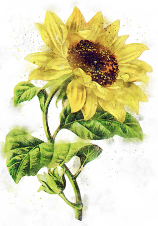 Flowers, watercolor illustration. Beautiful Flowers on a white background.の写真素材