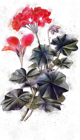 Flowers, watercolor illustration. Beautiful Flowers on a white background.の写真素材