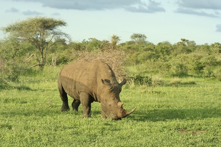 White Rhinoの写真素材