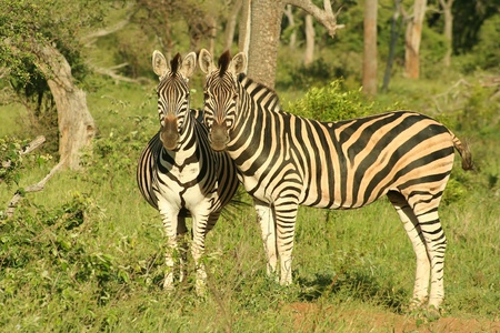Zebra in Africaの写真素材