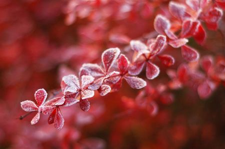 Frosty leaves of barberry early in the morningの写真素材