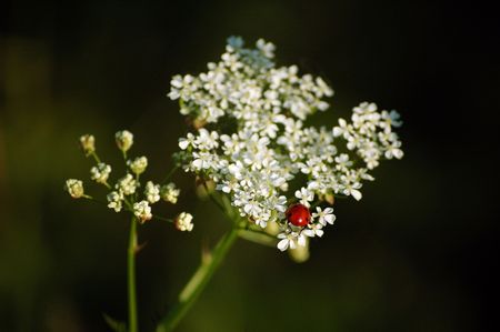 Small ladybird on a flower