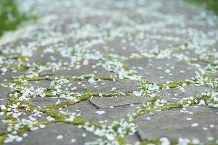 Closeup of a stone road with green grass and fallen cherry petalsの写真素材
