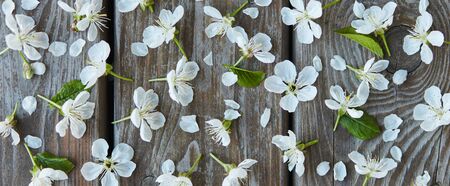 A banner or postcard with cherry flowers on a wooden backgroundの写真素材