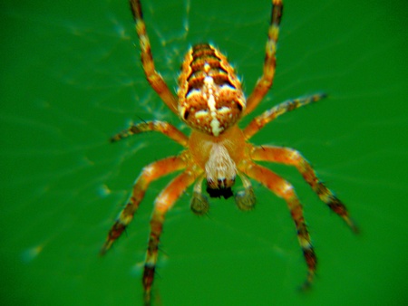 spider