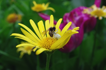 Fight on the flowerの写真素材