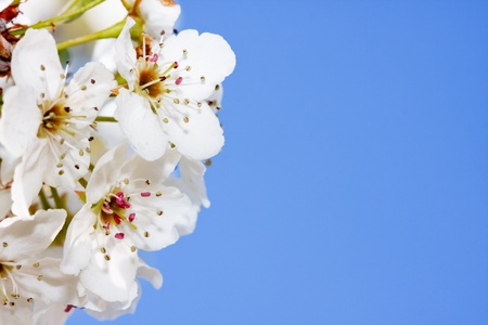 springの写真素材