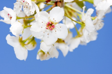 springの写真素材