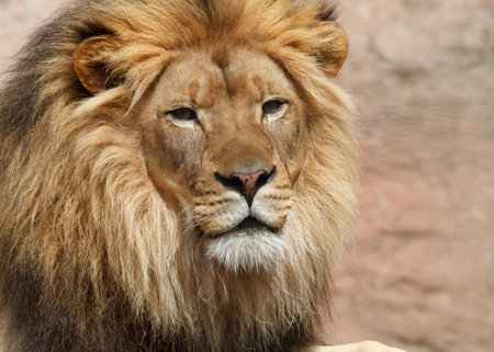 lionの写真素材