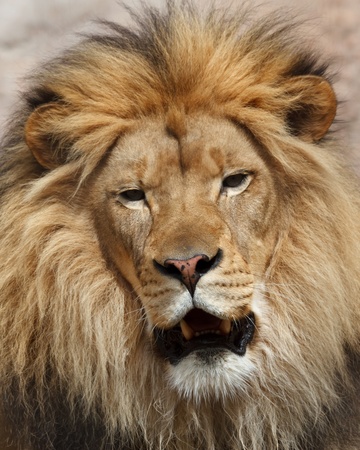 lionの写真素材