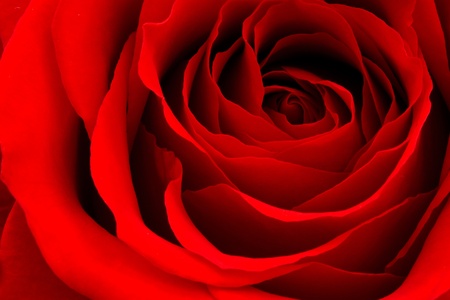 close-up of red roseの写真素材