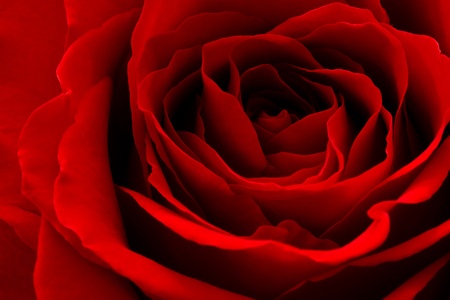 red roseの写真素材