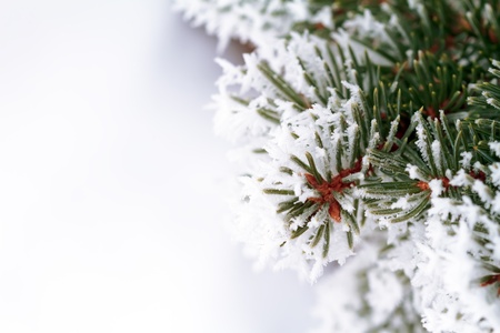 frostの写真素材