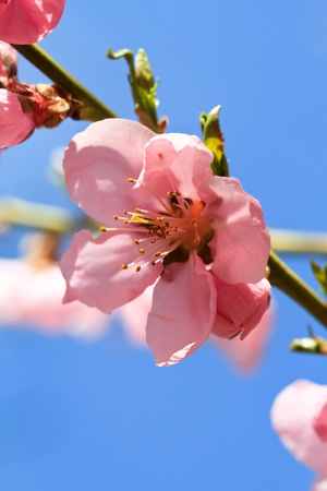spring flowersの写真素材