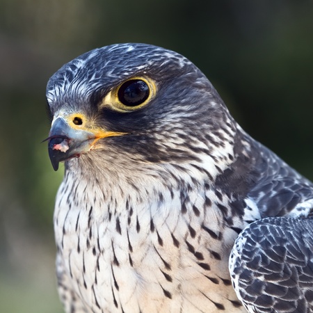 falconの写真素材