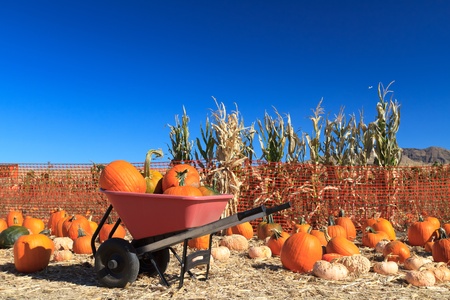 pumpkin arrangement for saleの写真素材