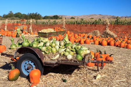 pumpkin arrangement for saleの写真素材