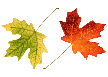 fall leafs isolated on white background の写真素材