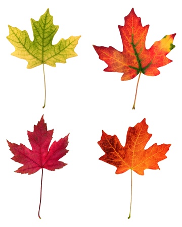 fall leafs isolated on white background の写真素材