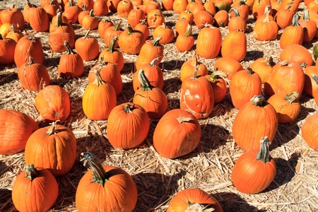 pumpkin arrangement for saleの写真素材