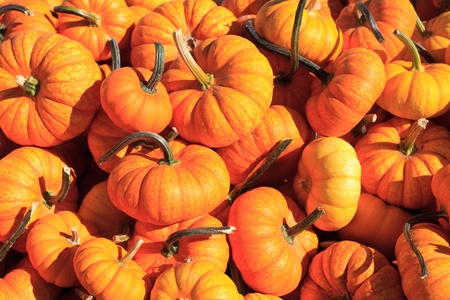 pumpkin arrangement for saleの写真素材