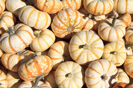 pumpkin arrangement for saleの写真素材