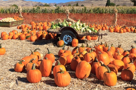 pumpkin arrangement for saleの写真素材