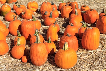 pumpkin arrangement for saleの写真素材
