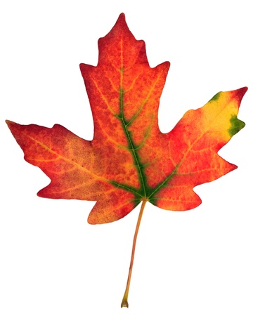 colorful fall leaf isolated on white の写真素材