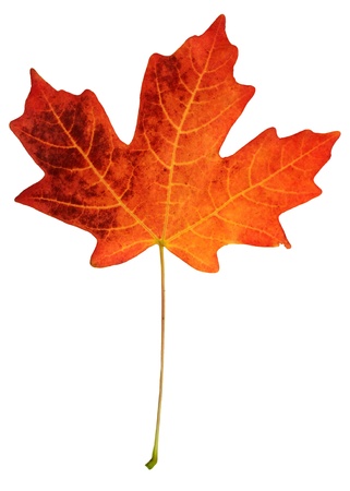 fall leaf isolated on white の写真素材