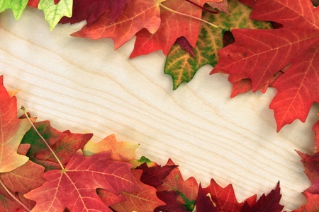 fall leafs on wooden boardの写真素材
