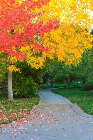 fall at the park の写真素材