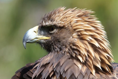 golden eagleの写真素材
