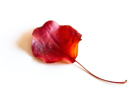 fall leafの写真素材